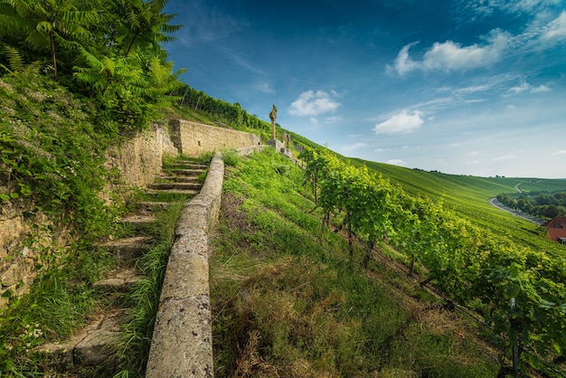 Exploring the Alsace Wine Route: A Unique Tasting Experience with Lüftner Cruises