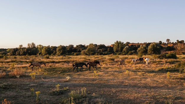 PICOSA RANCH – AN OPULENT RETREAT EMBRACING TEXAS HERITAGE