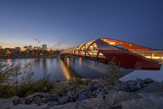 **The Enchanting Bat Colony of Austin's South Congress Bridge**